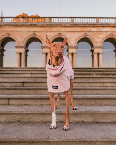 THE ROXY Raincoat - Greyhound Size