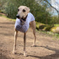 THE BELLA Daisy Lightweight Whippet T-shirt