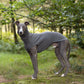 THE CAIRO Greyhound Jumper (Darks)