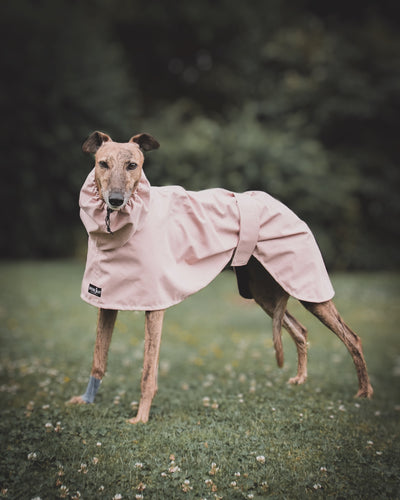 THE ROXY Raincoat - Greyhound Size