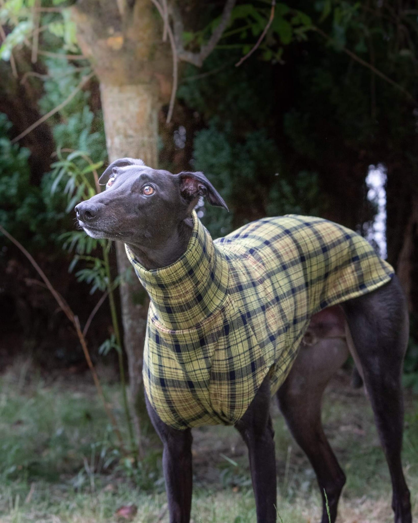 THE WILLOW Lightweight Tartan Check Greyhound Jumper