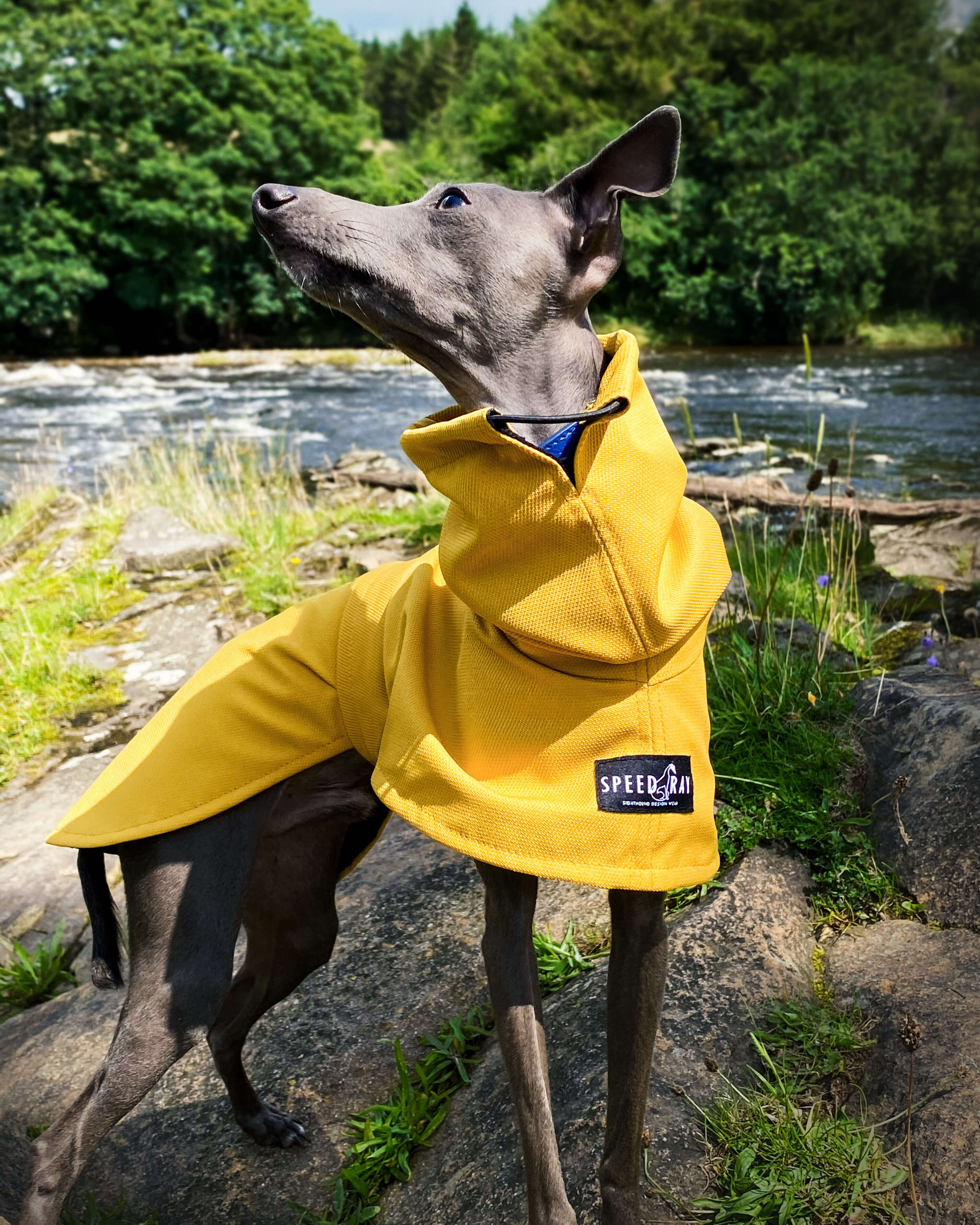 Italian greyhound raincoat sale