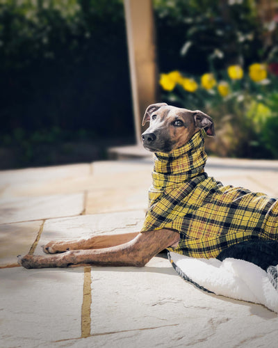 lightweight yellow check sighthound jumper