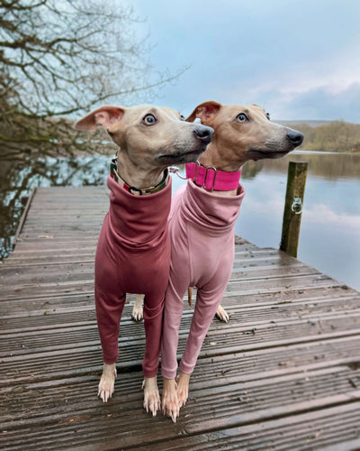 THE CAIRO Whippet Jumper (Reds)