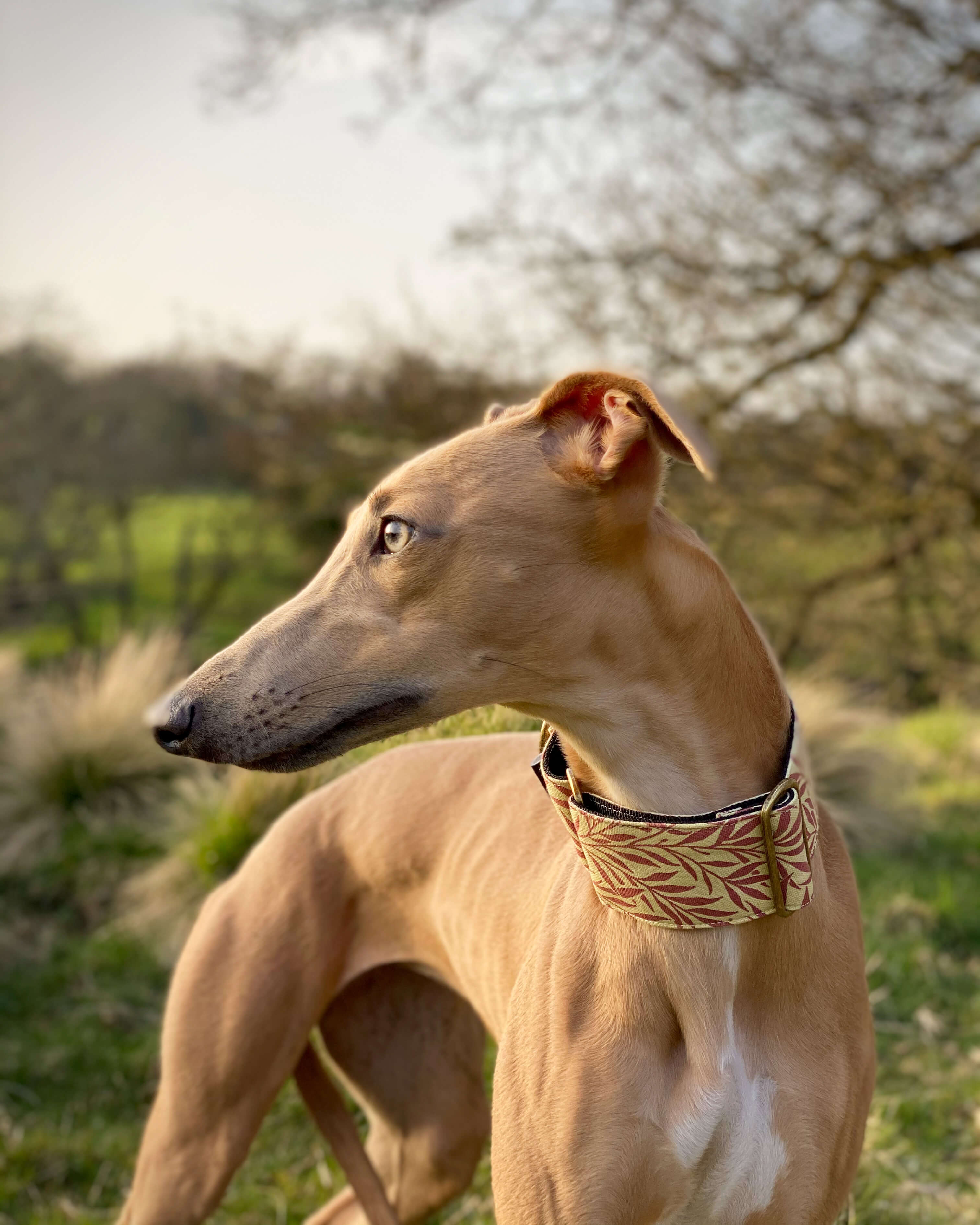 Whippet How To Calm A Nervous Greyhound THE LANA Martingale Collar