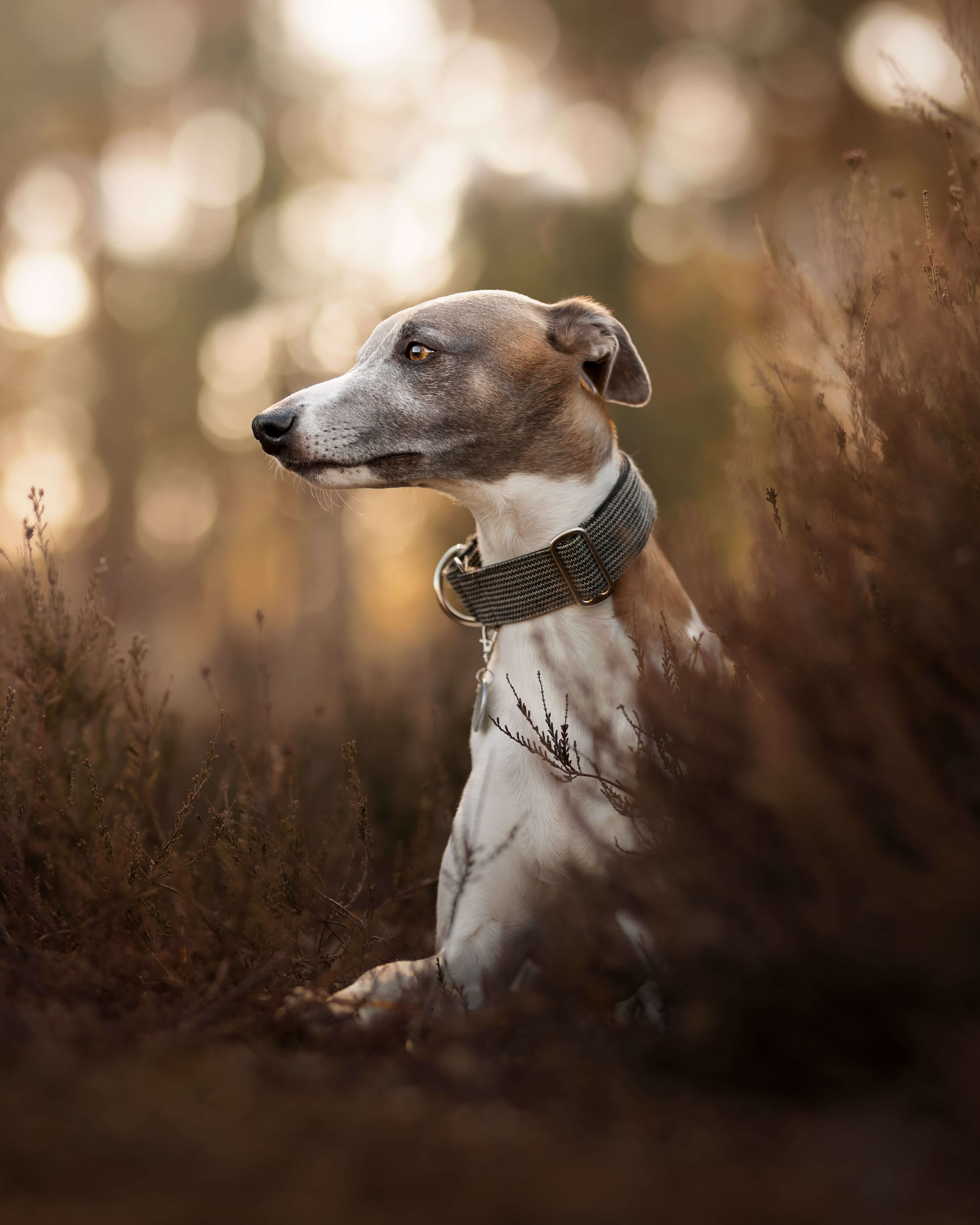 Bespoke whippet clearance collars