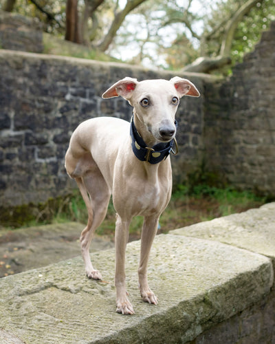 THE DIGIT Martingale Collar