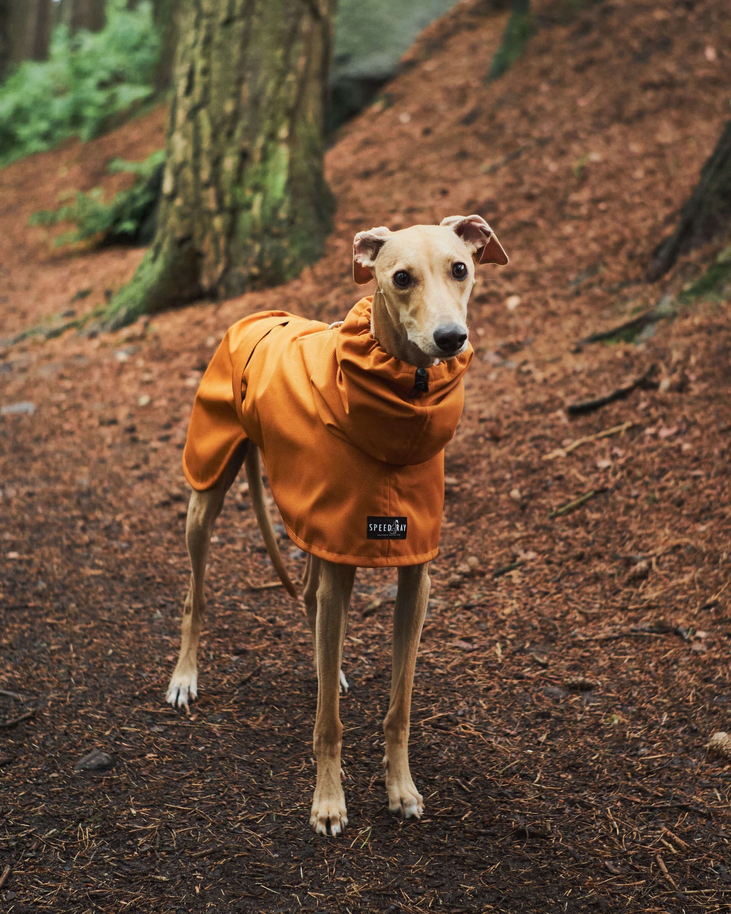 THE ROXY Lightweight, Water Resistant, Whippet Raincoat (Lights)
