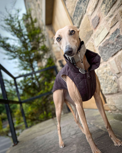 THE MARGOT Whippet Gilet