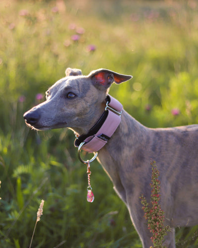 THE ROXY Martingale Collars
