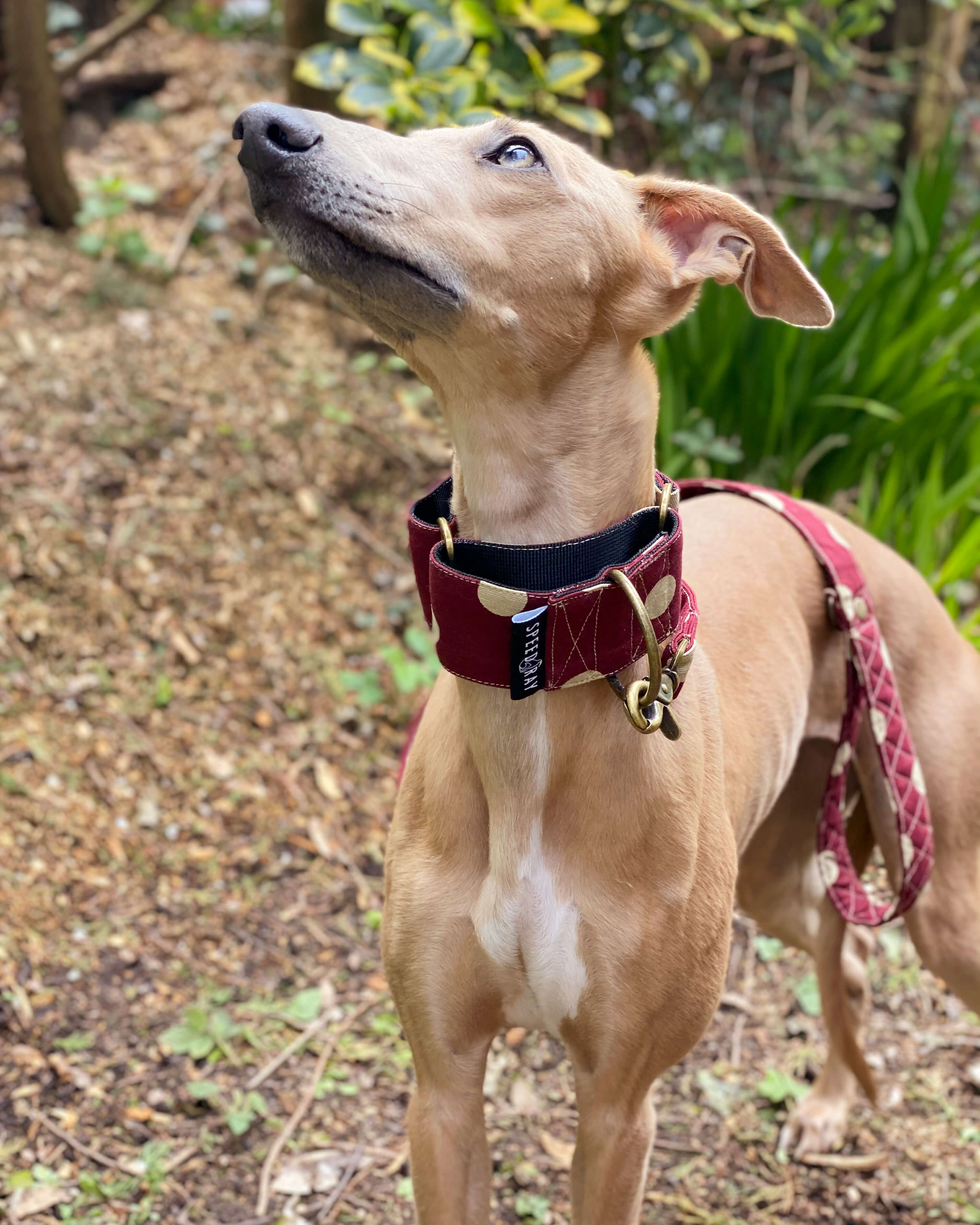 Greyhound martingale clearance