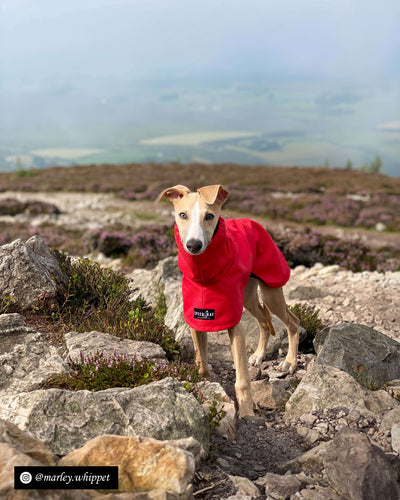 THE OLLIE Water-resistant Puppy Raincoat