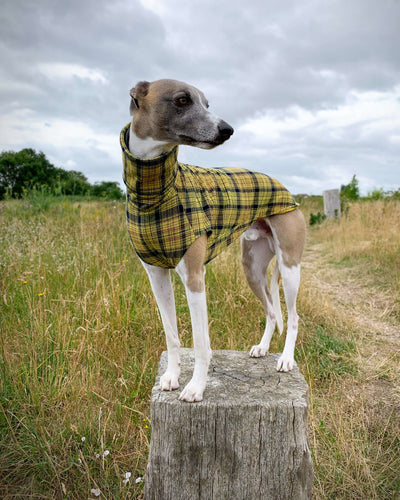 THE WILLOW Lightweight Tartan Check Whippet Jumper