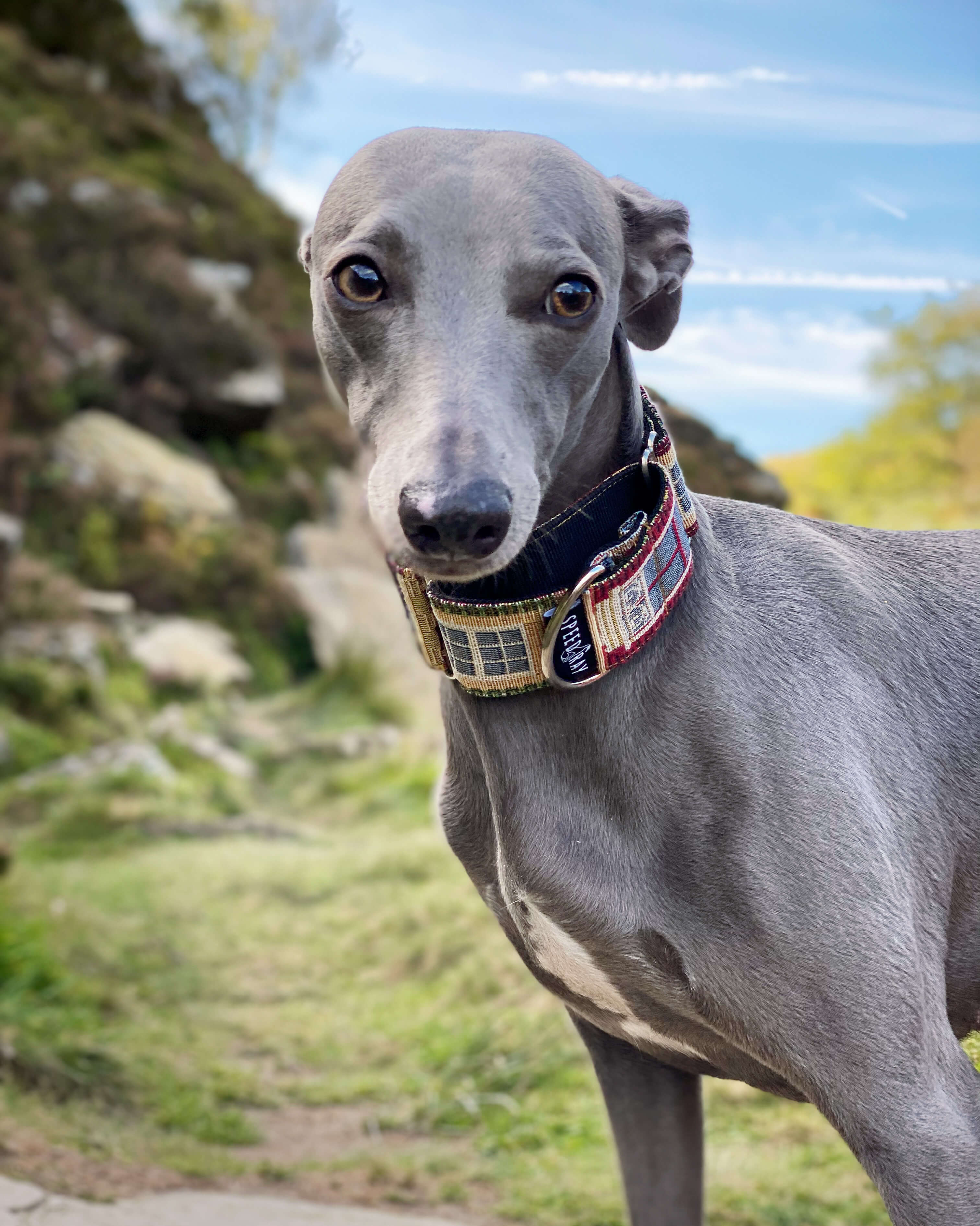 Navy Polka Dot Martingale Dog Collar, Greyhound Collar, Whippet Collar, Sighthound Collar, Saluki Collar, Iggy top Collar, Large Breed Collar