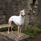 THE CAIRO Whippet Jumper (Lights)
