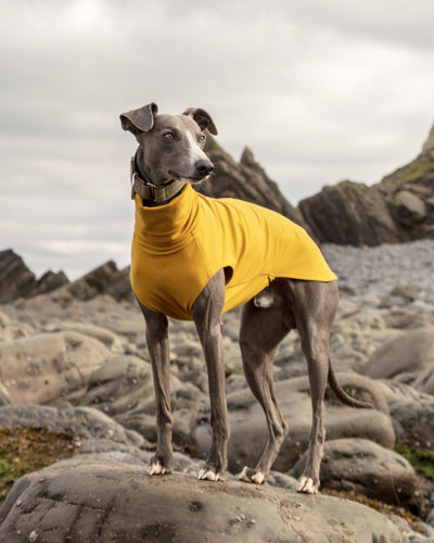 THE CAIRO Jumper (Lights) - Iggy Size