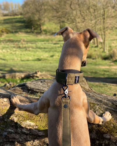 THE TEGAN Martingale collar