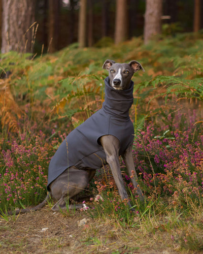 THE CAIRO Whippet Jumper (Darks)