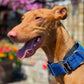 THE BLUE Martingale Collars