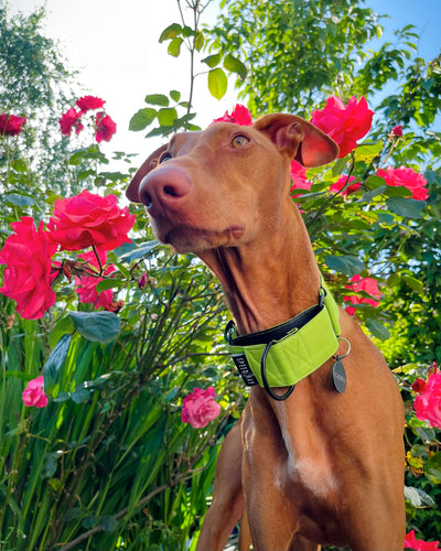 THE TEGAN Martingale collar