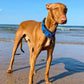 THE BLUE Martingale Collars