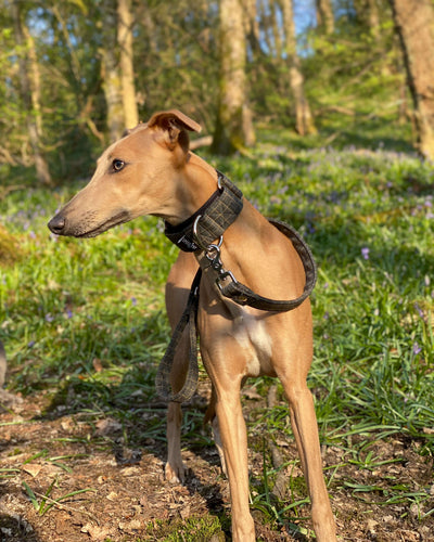 THE BLAZE Martingale Collar