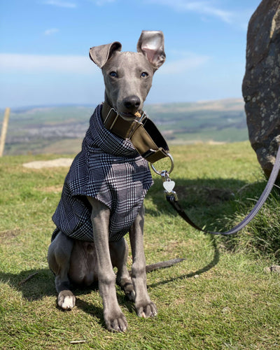 THE MADDY Puppy Dog Tooth Jumper