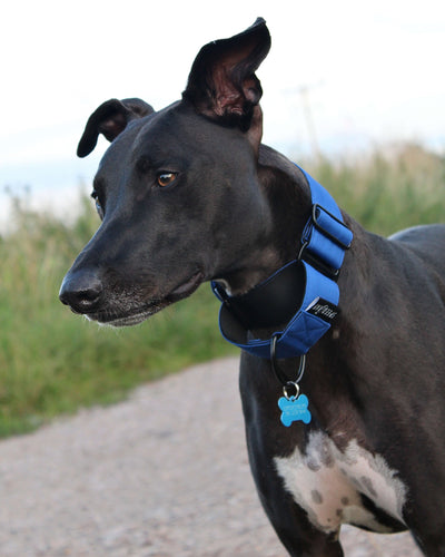 THE TEGAN Martingale collar