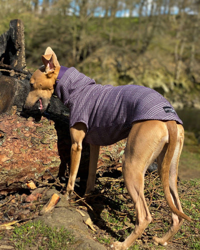 THE MADDY Jumper - Greyhound Size