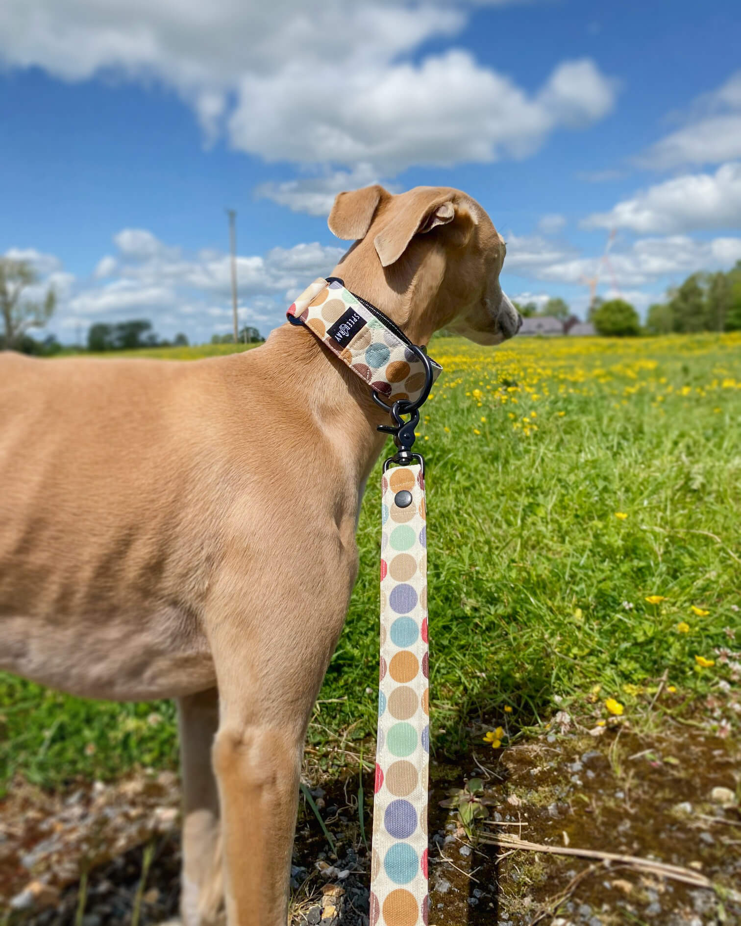 Lily 2025 dog collar