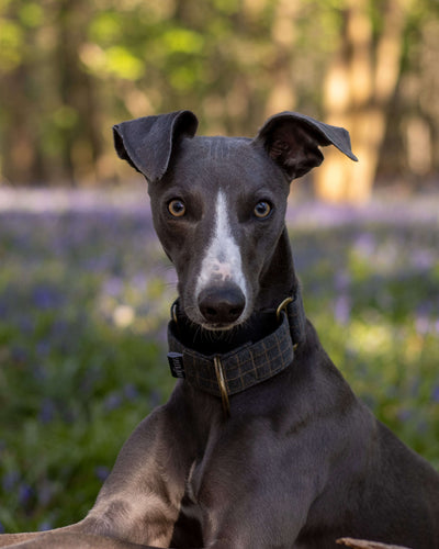 THE BLAZE Martingale Collar
