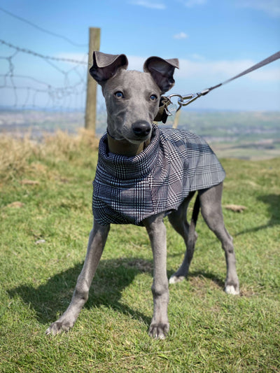 THE MADDY Puppy Dog Tooth Jumper