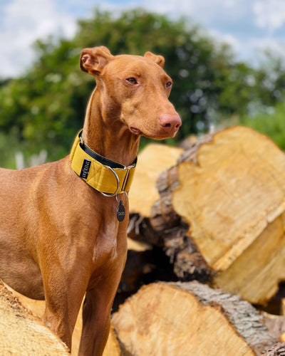 THE ROXY Martingale Collars