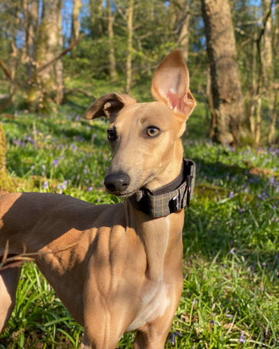 THE BLAZE Martingale Collar