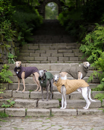THE MARGOT Whippet Gilet
