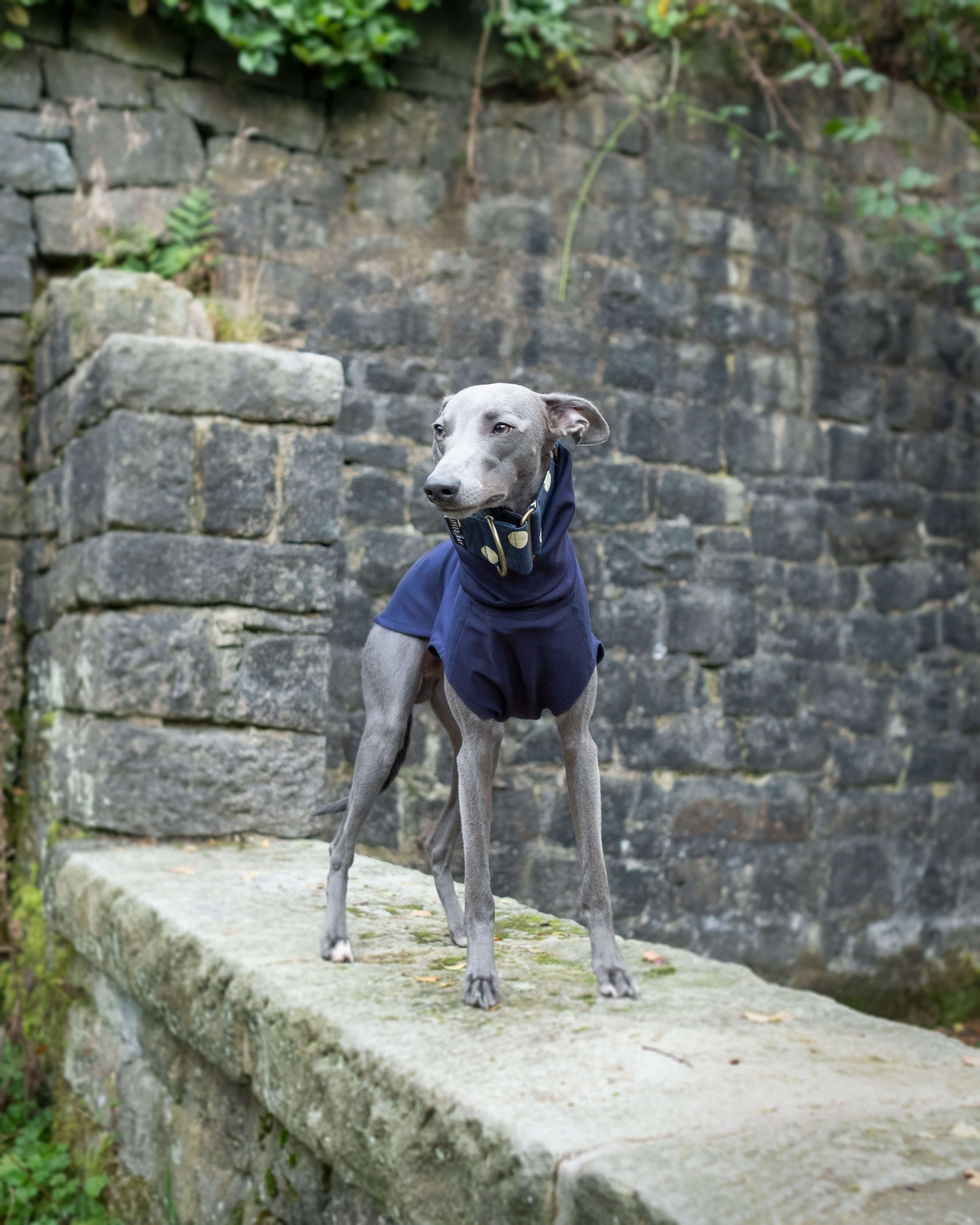 Barbour whippet sale coat