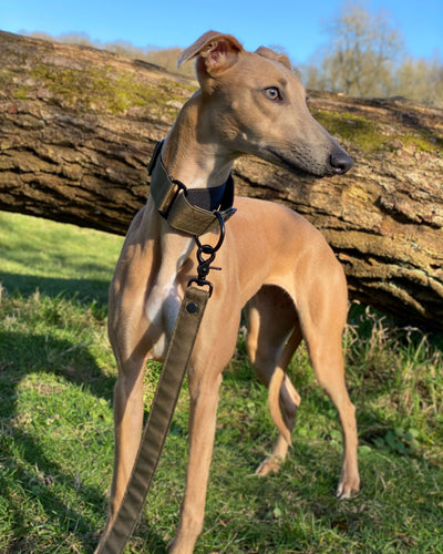 THE TEGAN Martingale collar