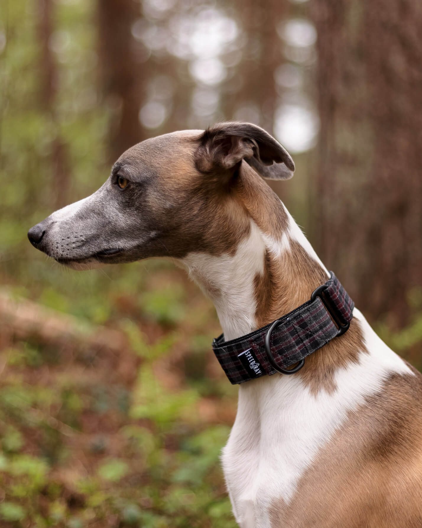 Bespoke 2024 whippet collars