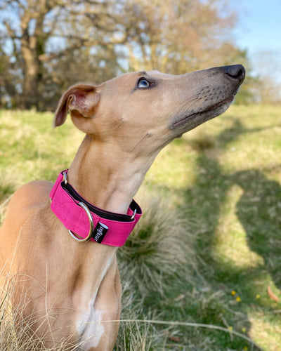 THE TEGAN Martingale collar