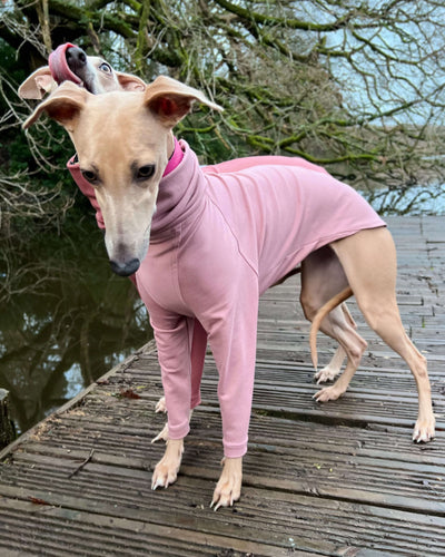 THE CAIRO Whippet Jumper (Reds)