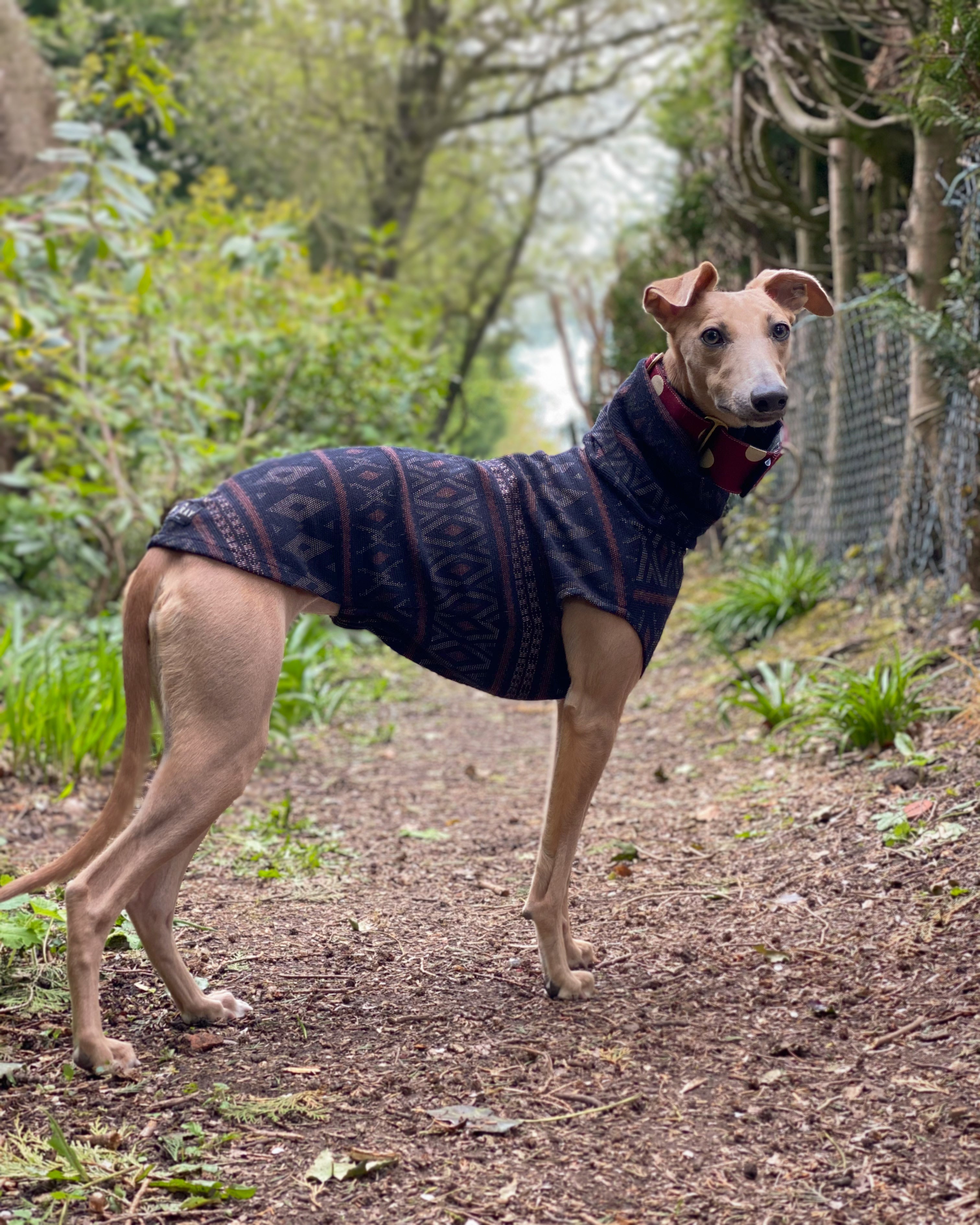 Greyhound best sale in sweater