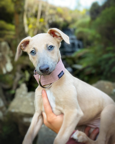 THE ROXY Dog Collar For Your Puppy