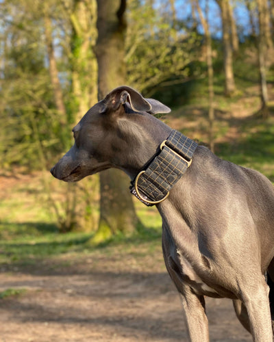 THE BLAZE Martingale Collar