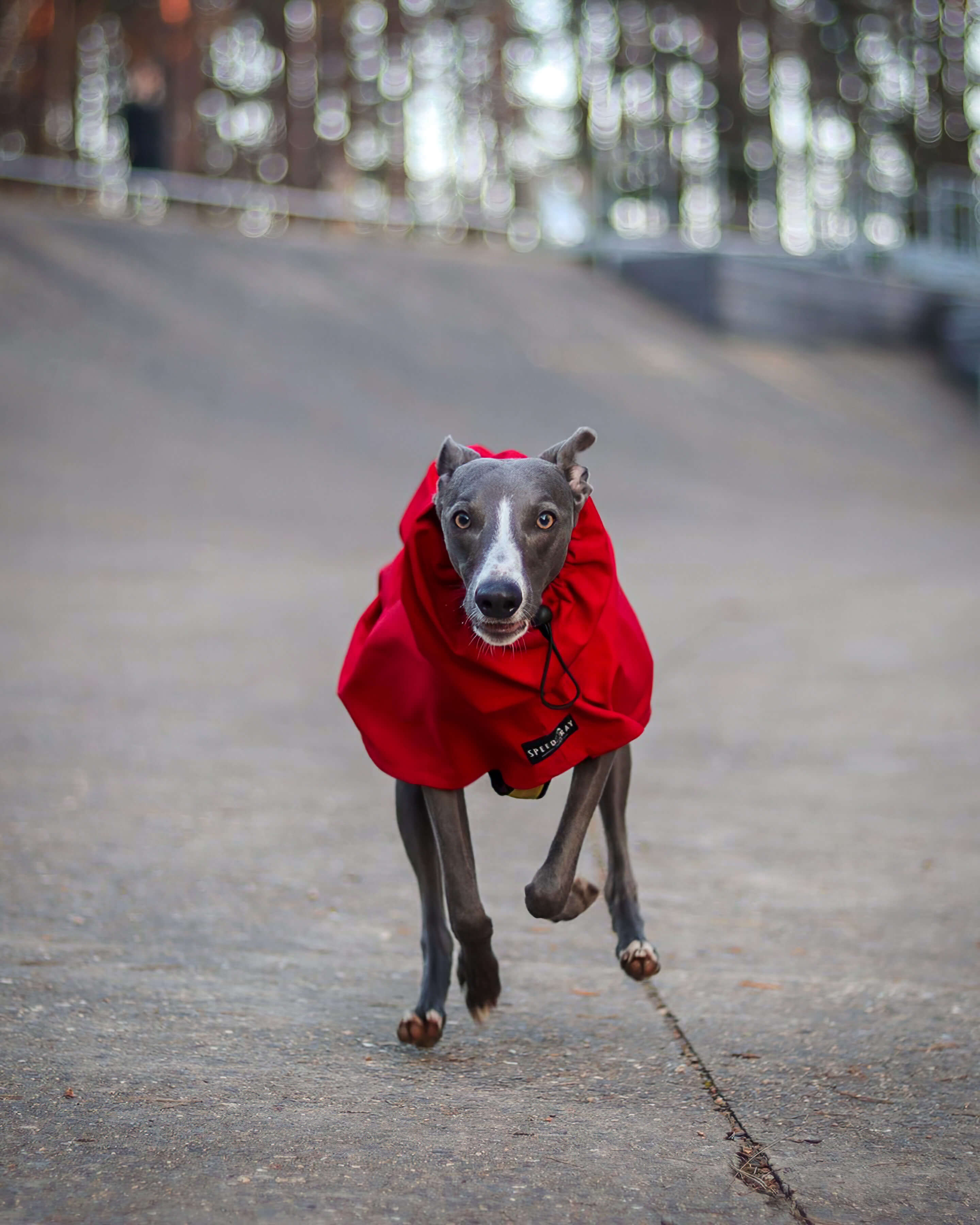 THE ROXY Whippet Raincoat (Lights) - In Stock
