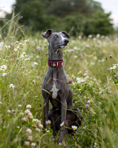 THE DIGIT Martingale Collar