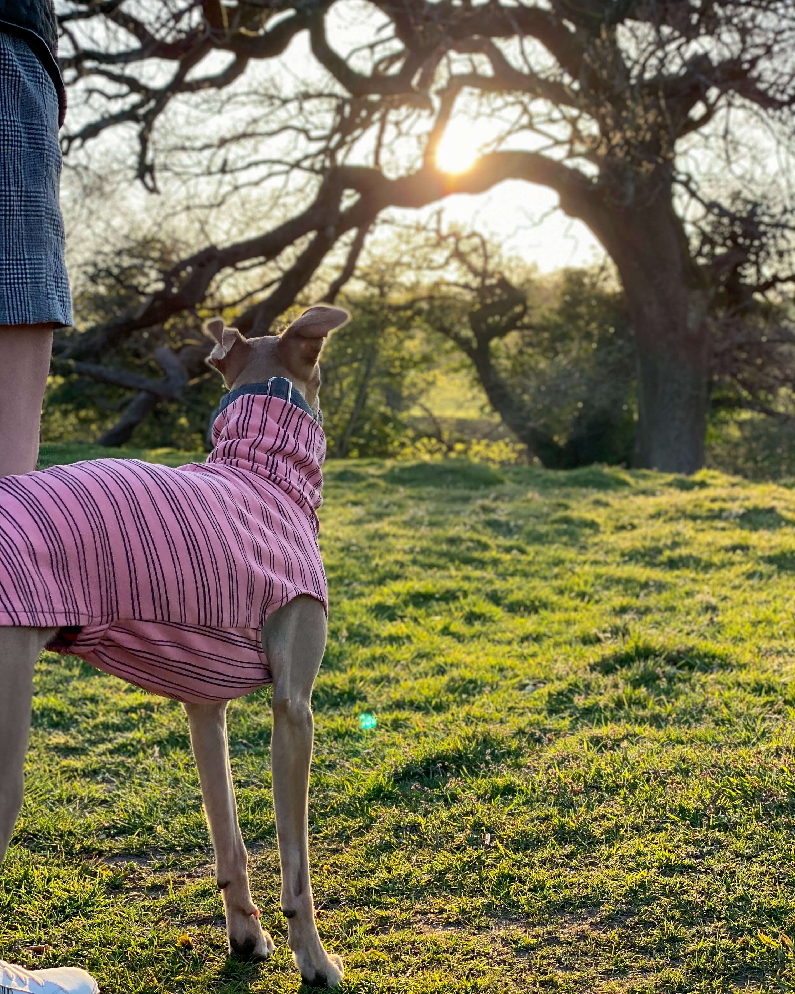 THE BEAU Organic Cotton Whippet Jumper
