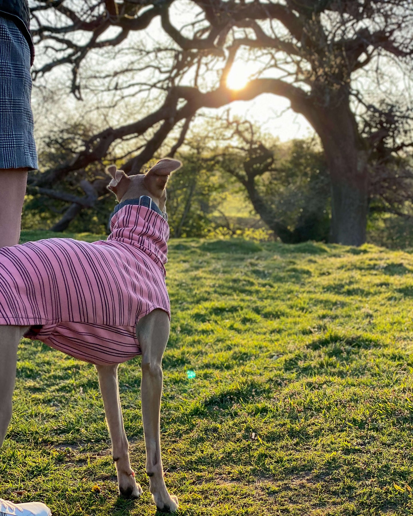 THE BEAU Organic Cotton Greyhound Jumper