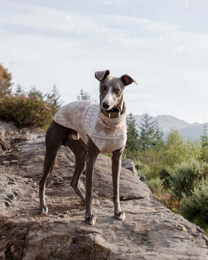 THE STAR Speedray Limited Whippet Jumper