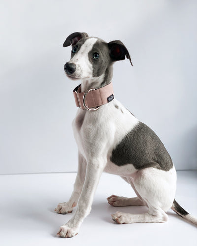 THE ROXY Dog Collar For Your Puppy