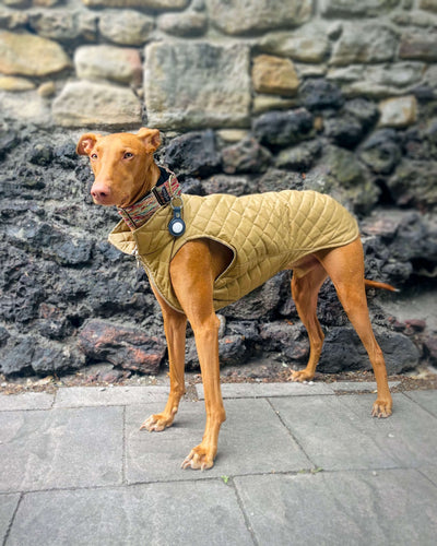 THE MARGOT Gilet - Greyhound Size